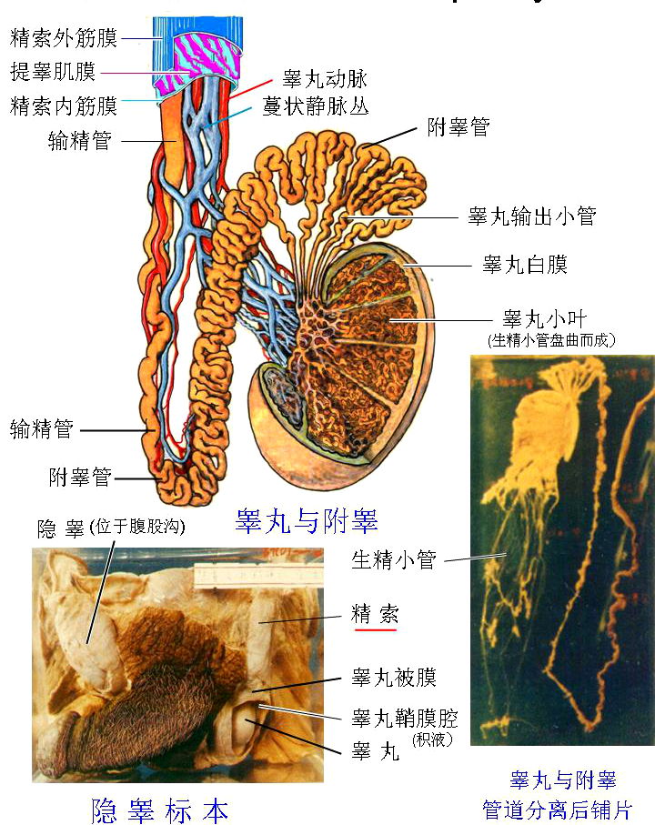 包茎指包皮口很小,阴茎头不能翻出,污垢积聚,常致发炎甚至阴茎癌.