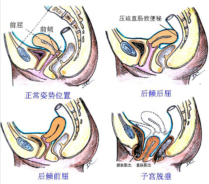 答图7-7男性导尿女性生殖系统一,知识要求1解释概念(1)卵巢周期.