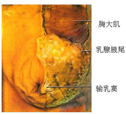 致大量细菌在外阴部繁殖后将有两个感染传播途径:(1) 尿道外口→宽,短