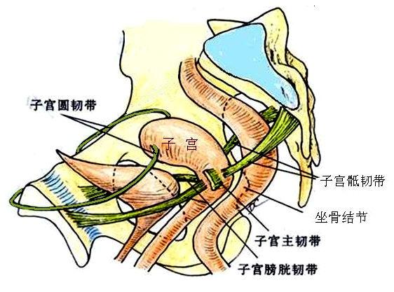 答图7-4子宫韧带(2)子宫主要靠盆底肌承托,产科会阴在分娩时受撕裂即