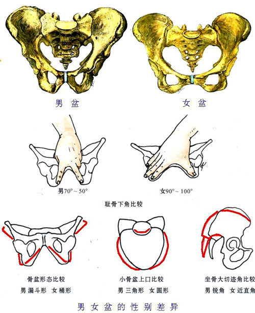 分大,小骨盆,小骨盆上口由骶岬,两侧弓状线和耻骨联合上缘围成,下口由