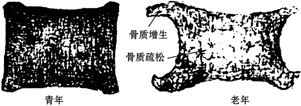 骨与骨连结一,知识要求1解释概念:(1)骨小梁是指构成骨松质的片状或