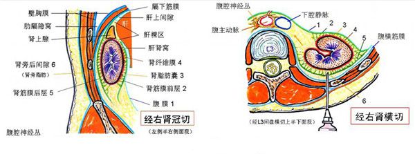 答图6-1肾区(3) 肾被膜是维持肾正常位置的装置.