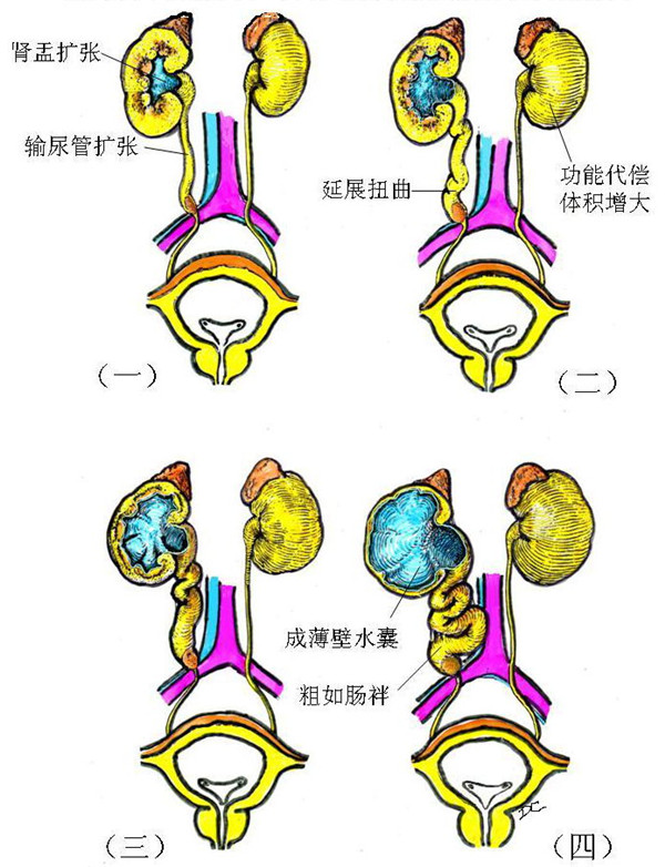 泌尿系统学习要求答案