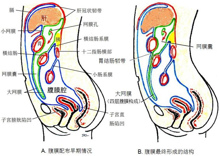 腹膜腔 子宮