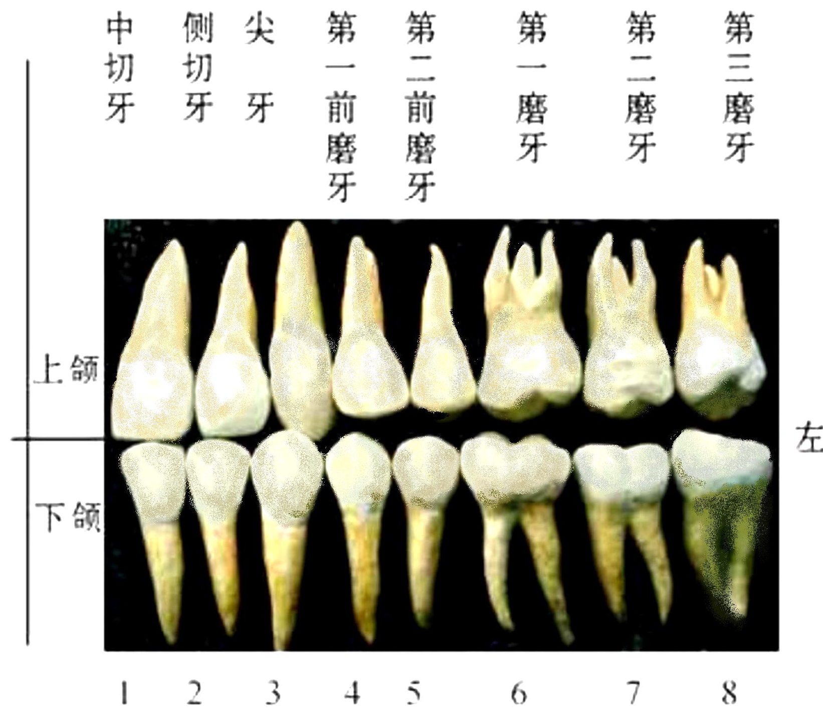 图234 乳牙-人体解剖学标本-医学