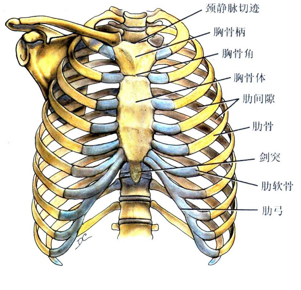 肋骨胸骨-千图网