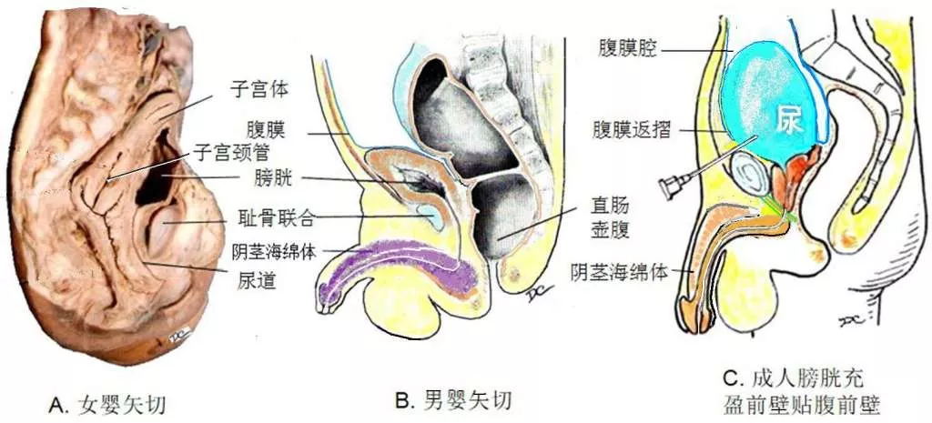 解剖教学网 大学第三版 第二篇内脏学