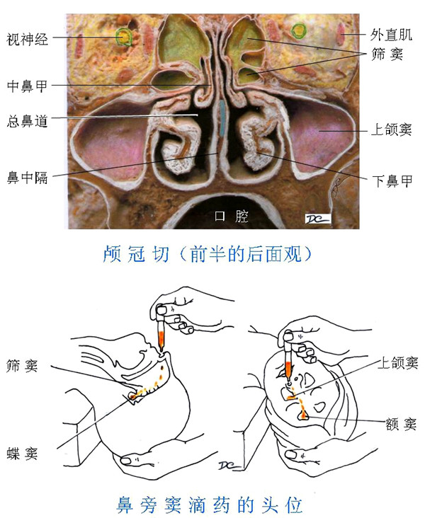 鼻腔,鼻后孔,鼻咽,口咽,喉咽,喉口,喉前庭,喉中间腔,声门裂,声门下腔