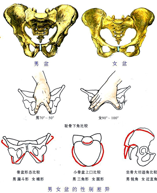 下口由尾骨尖,骶结节韧带,坐骨结节,耻坐骨支,耻骨联合下缘围成,是