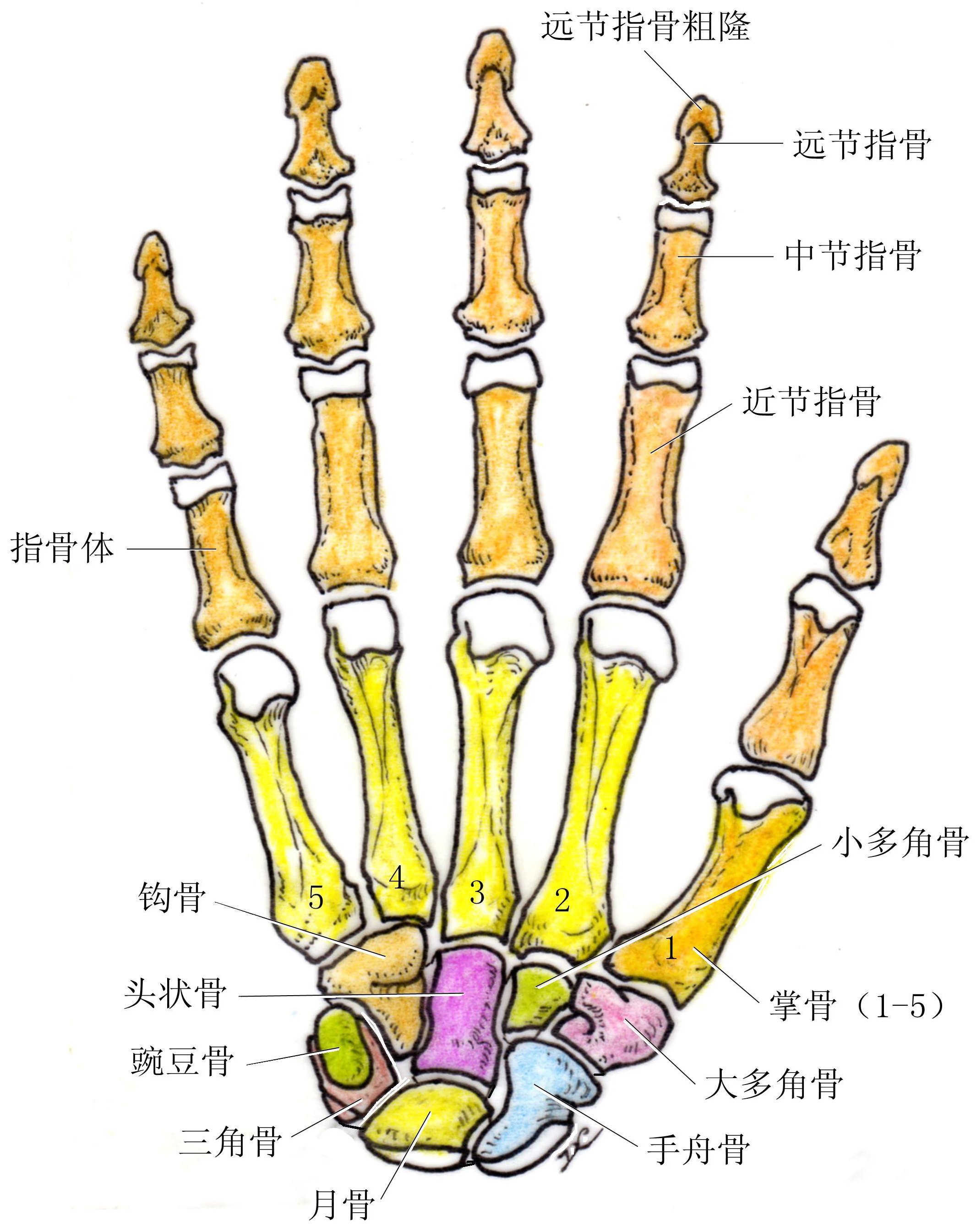 手骨掌侧面-运动解剖学-图片