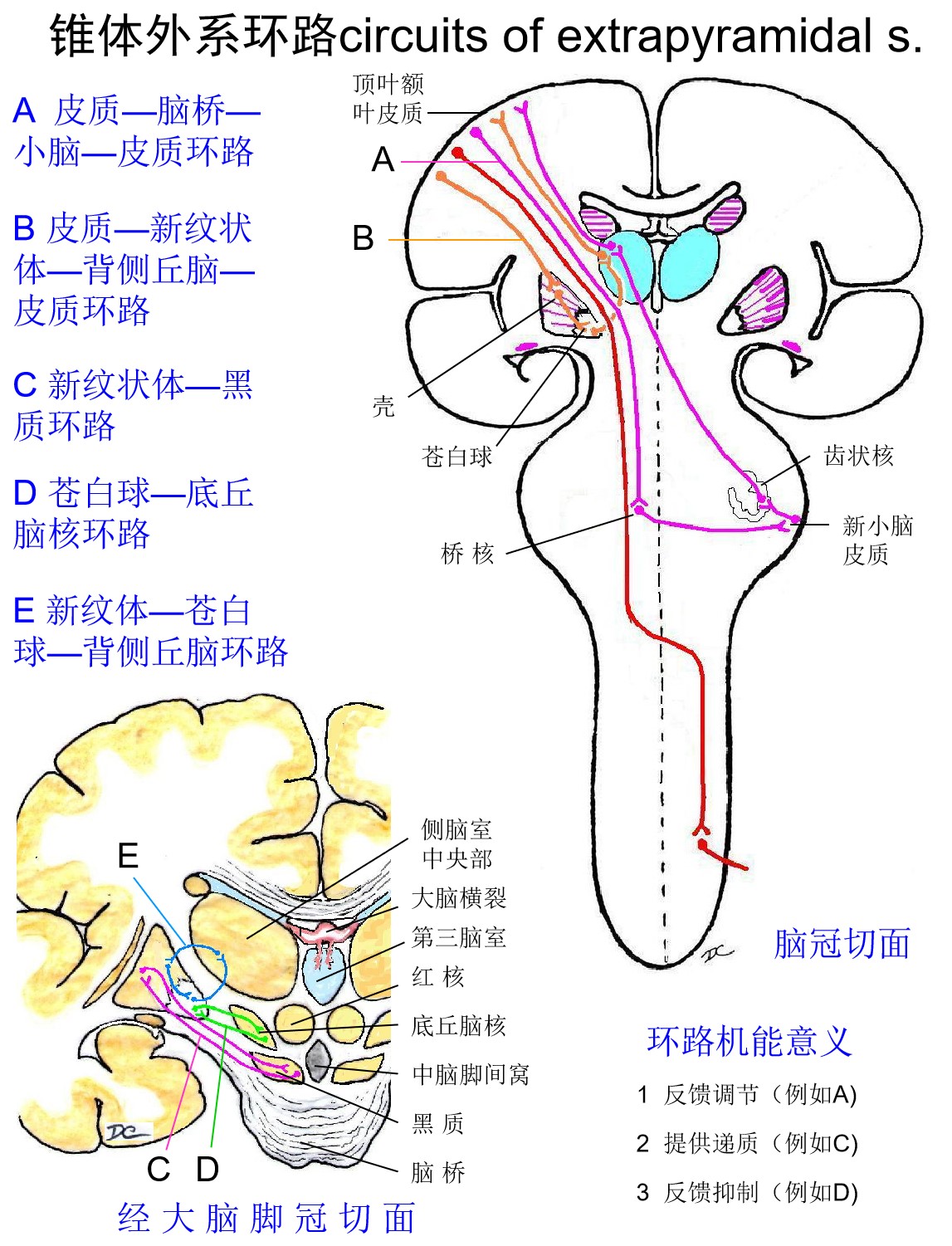 7锥体外系环路 董炘解剖教学网 