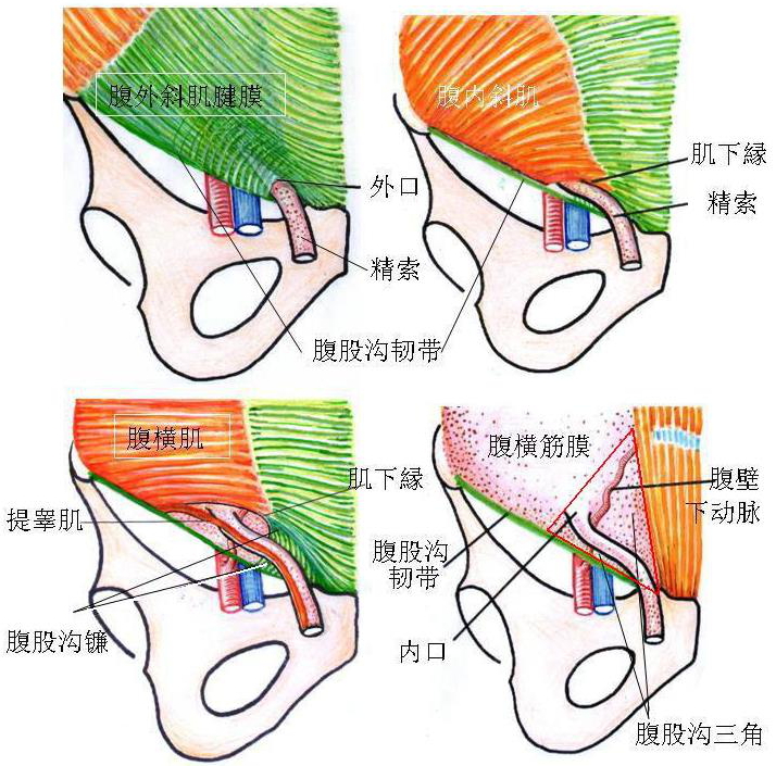 第二章：骨骼肌 董炘解剖教学网 