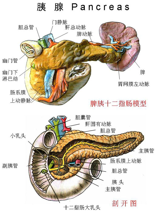 28胰腺脾十二指肠 - 董炘解剖教学网