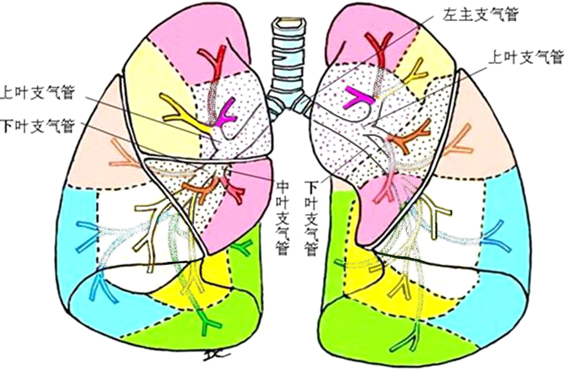 三、支气管肺段-儿科学-医学