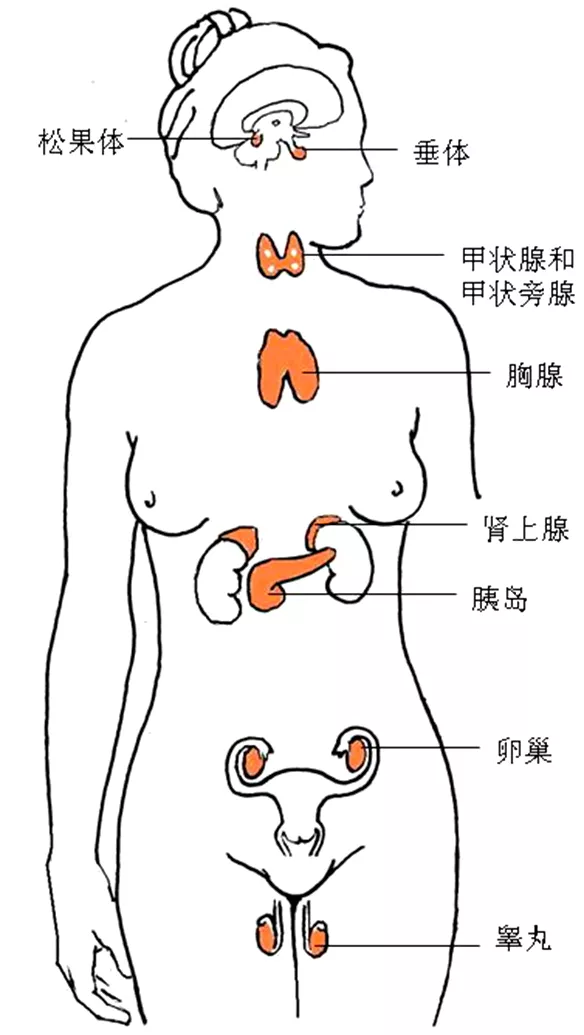 第六篇：内分泌系- 董炘解剖教学网