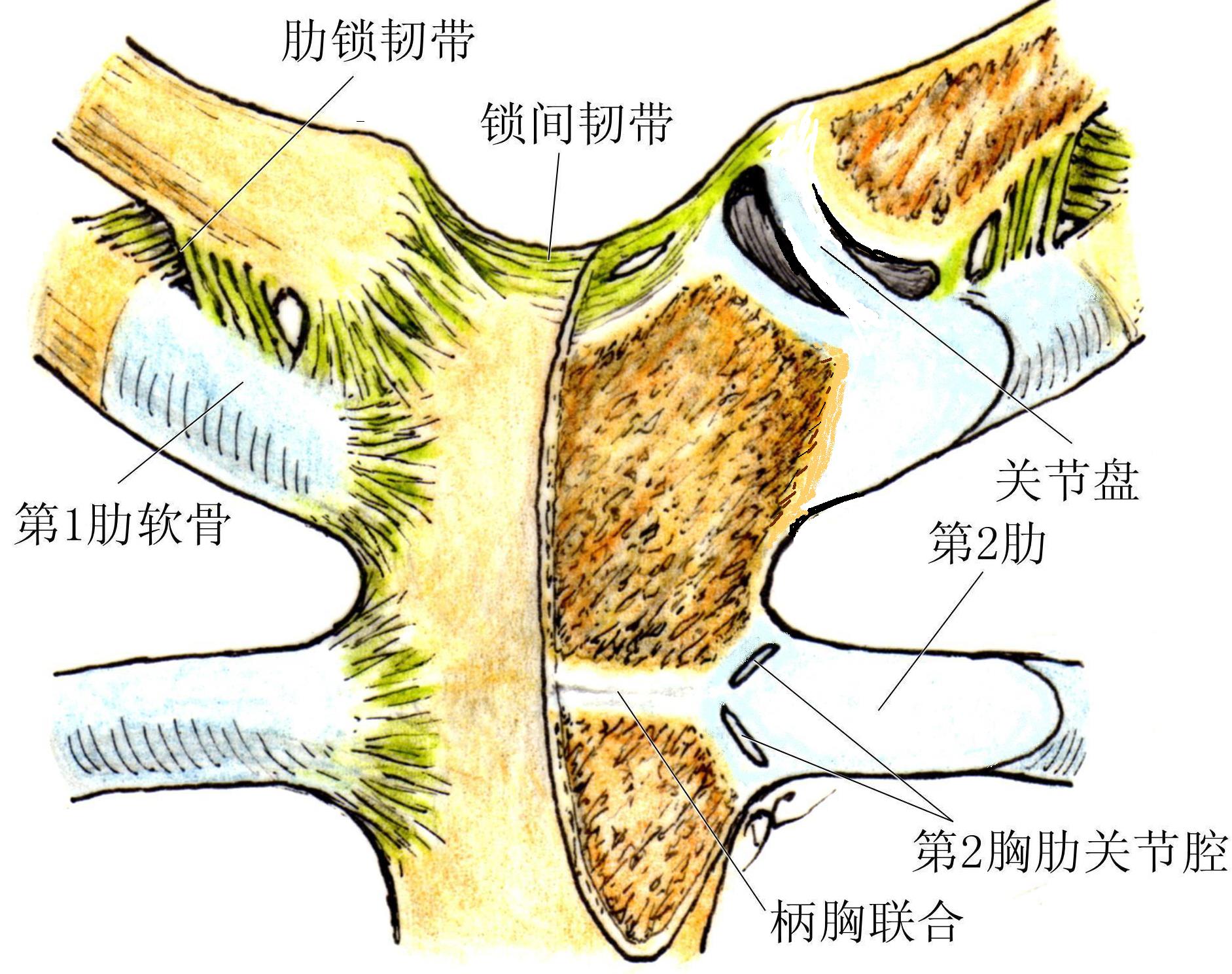 于锁骨，下缘附于第一肋胸骨端（图1-附-17），这种配置的力学原因何在？图1-附-17 胸锁关节盘1