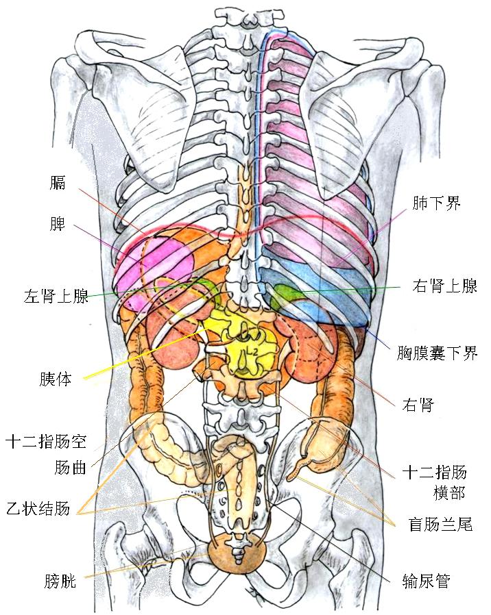 解剖教学网 大学第三版 第二篇内脏学