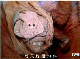 解剖教学网 大学第三版 第二篇内脏学b