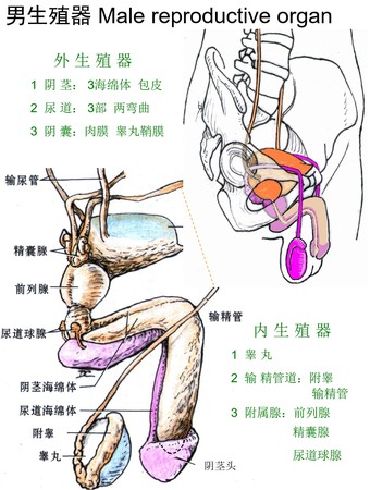 1男生殖器.jpg