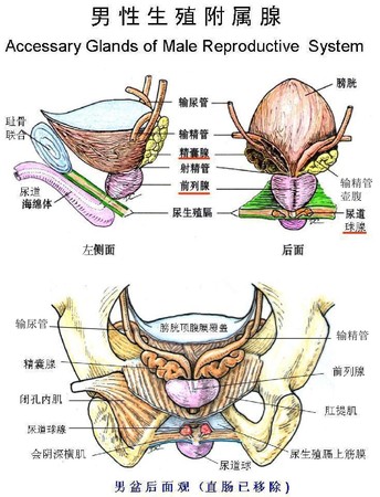 4男生殖附属腺.jpg