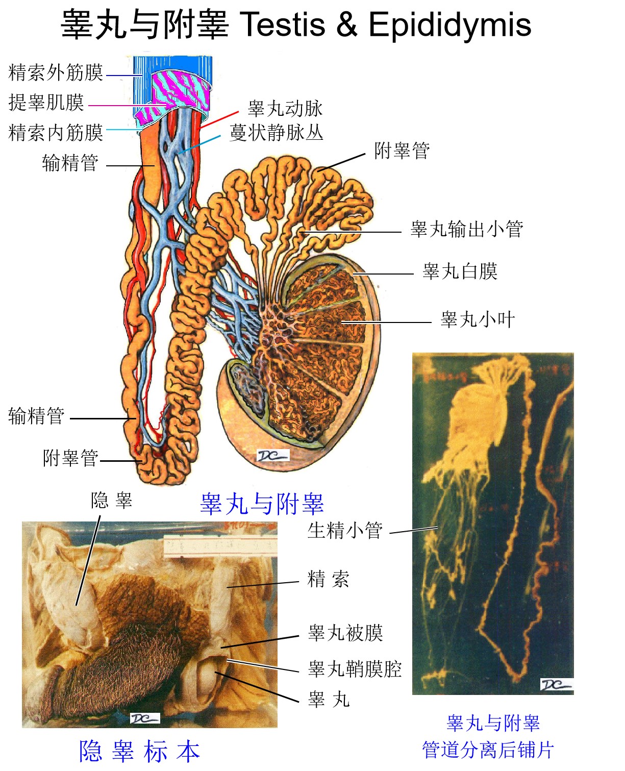 2睾丸与附睾 - 广州市苏密顿教具有限公司