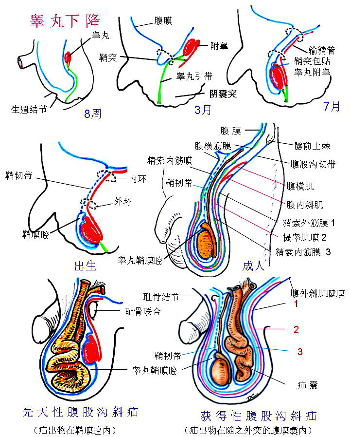 异常(2)精液由精子和精浆构成,精子由睾丸精曲小管产生,精浆则由附睾