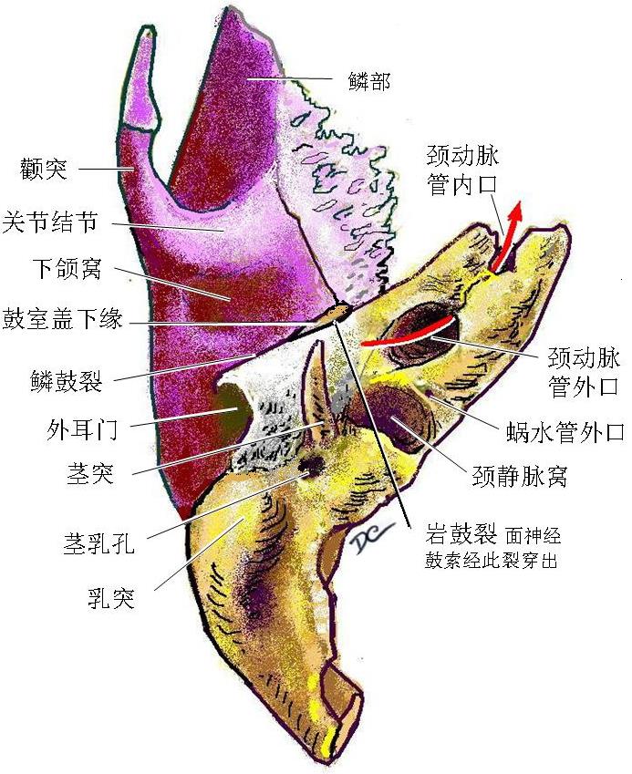 解剖教学网,大学第三版,第一篇 骨及骨连结