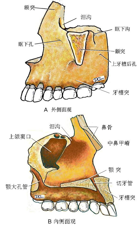 第一章：骨及骨连结 - 董炘解剖教学网