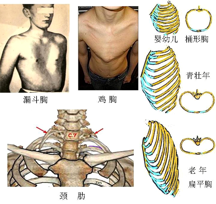第一章：骨及骨连结 - 董炘解剖教学网