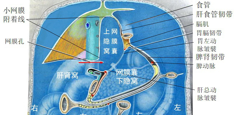 第六章：腹膜 - 董炘解剖教学网