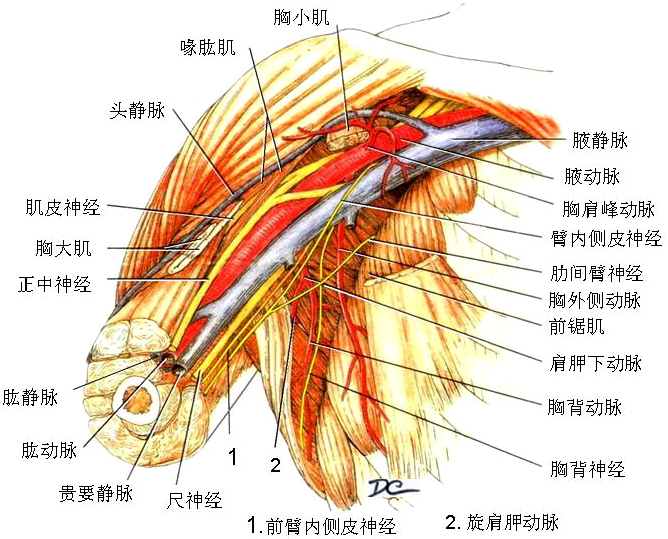 解剖教学网,大学第三版,第三篇 脉管系统