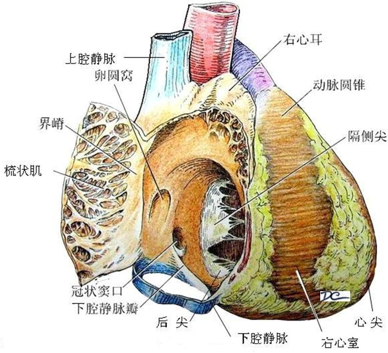 解剖教学网，大学第三版，第三篇 脉管系统