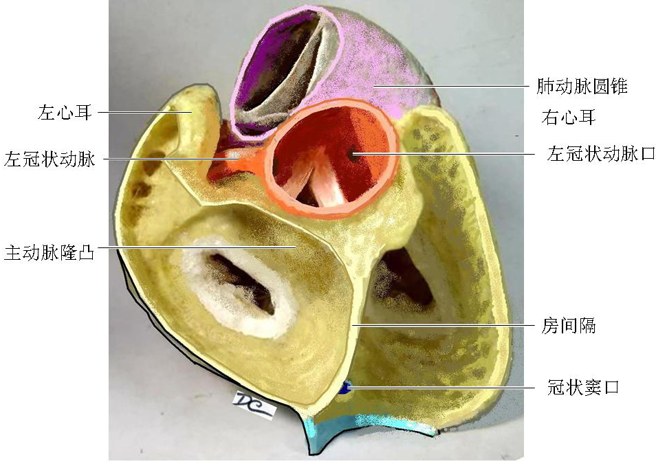解剖教学网，大学第三版，第三篇 脉管系统