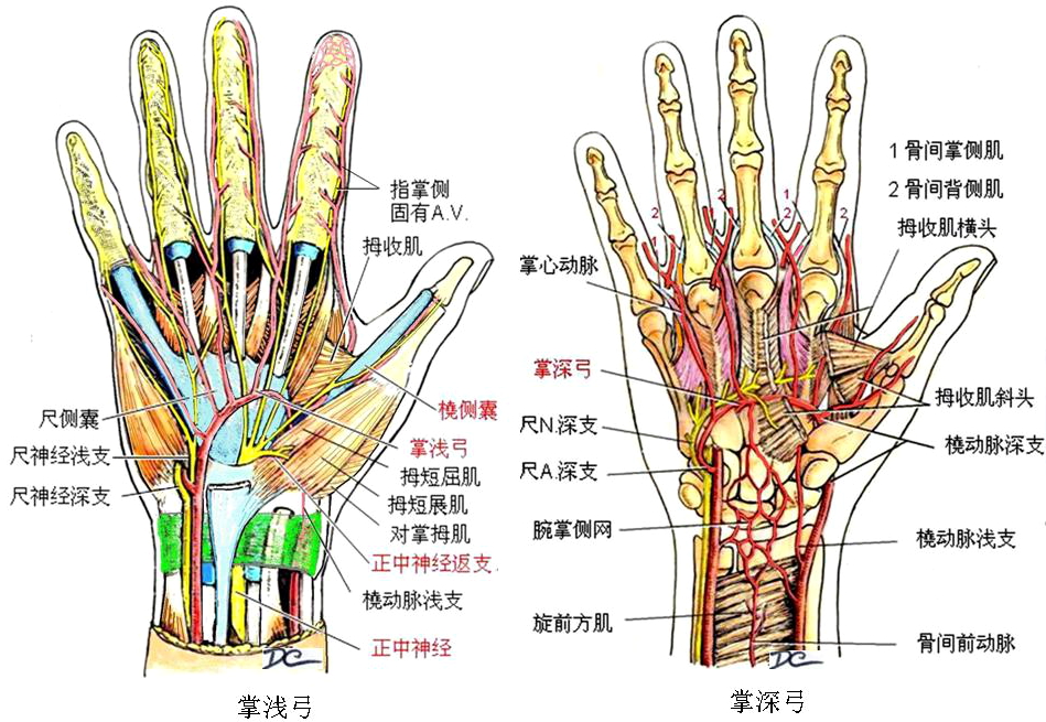 解剖教学网,大学第三版,第三篇 脉管系统