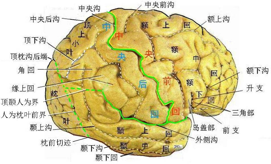 第二章:中枢神经系 - 董炘解剖教学网