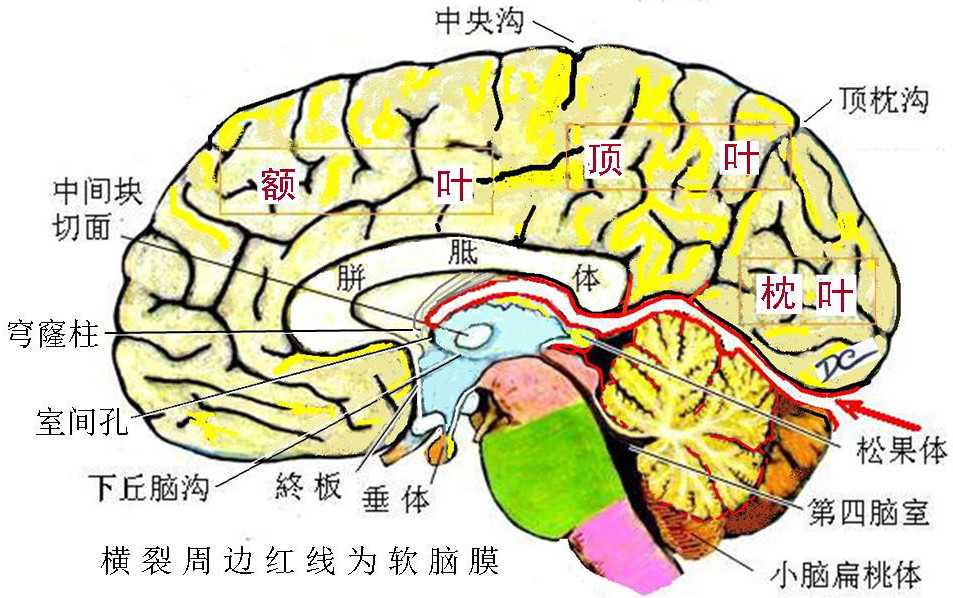 第二章:中枢神经系 - 董炘解剖教学网