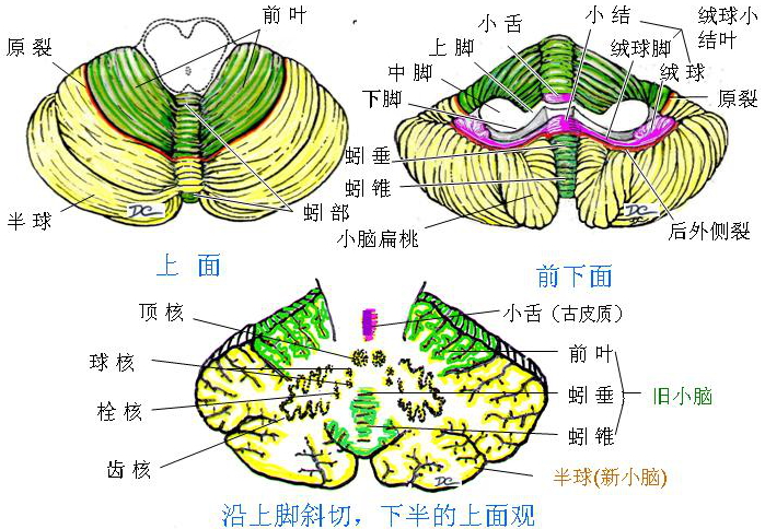 第二章:中枢神经系 - 董炘解剖教学网
