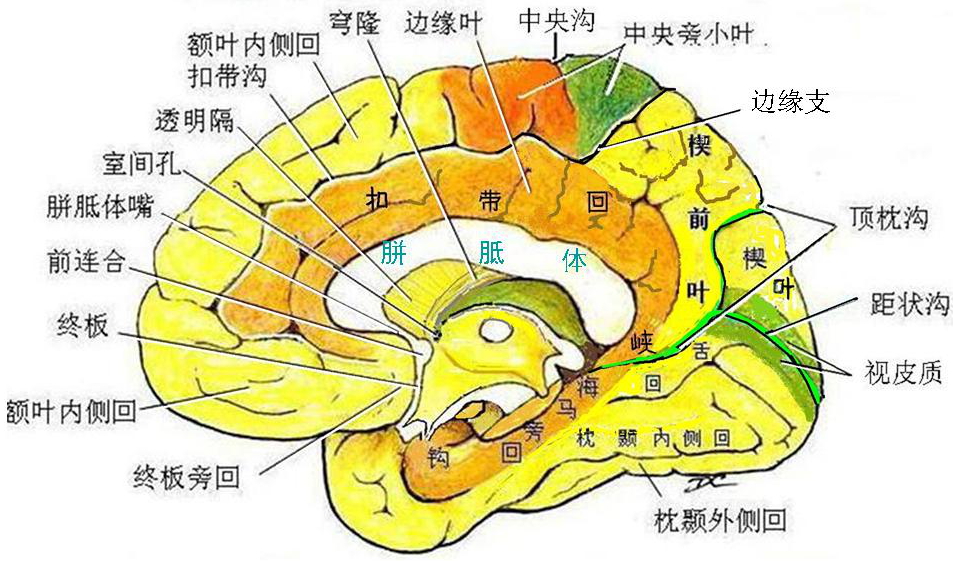 第二章:中枢神经系 - 董炘解剖教学网