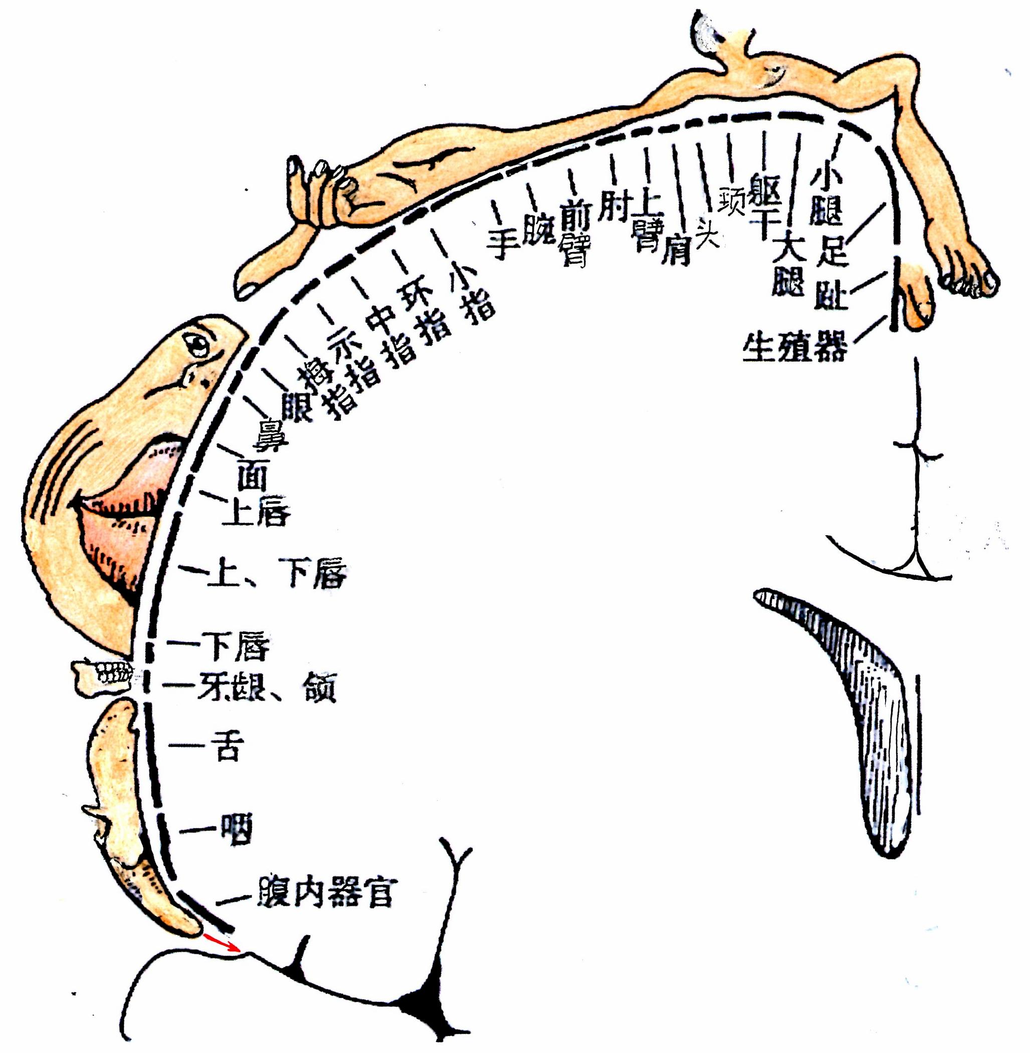 第二章:中枢神经系 - 董炘解剖教学网