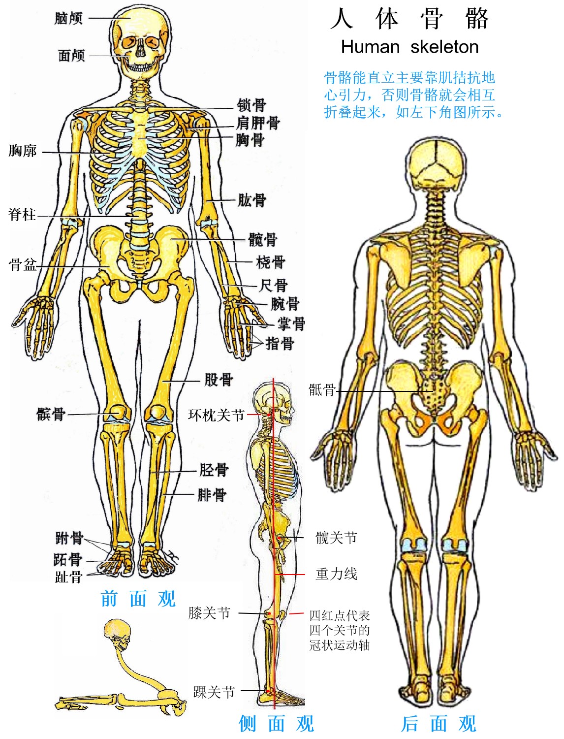 1A人体骨骼 - 董炘解剖教学网