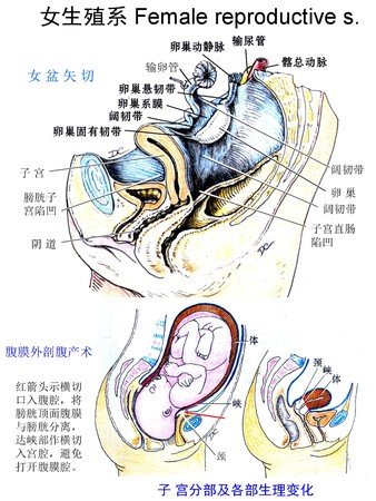 1女生殖系.jpg