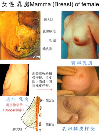 5乳房.jpg