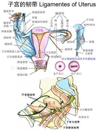 2子宫韧带.jpg