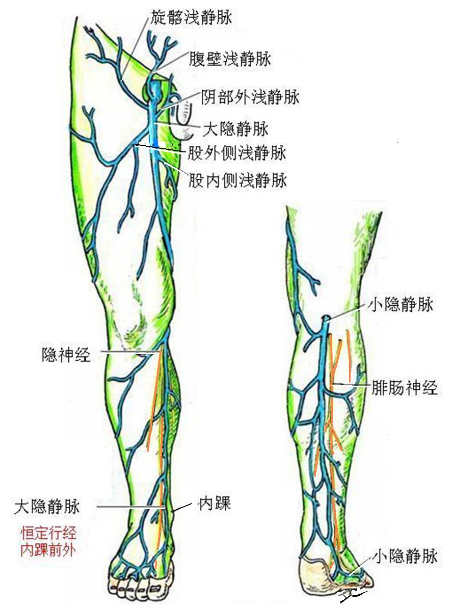 解剖教学网，大学第三版，第三篇 脉管系统