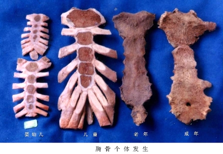 3A胸骨个体发生.jpg
