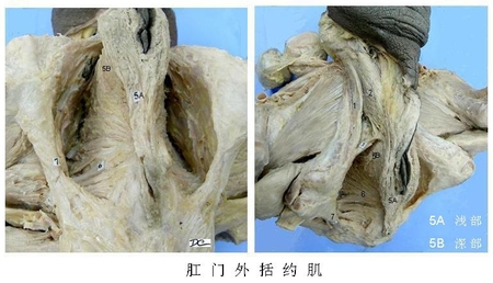 20A肛门外括约肌.jpg
