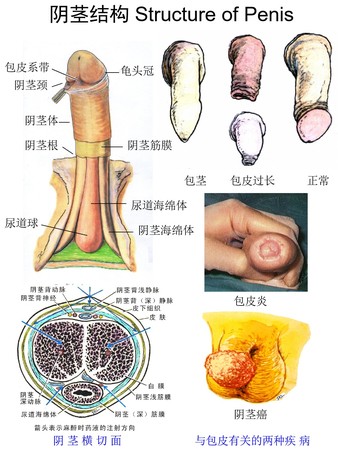 7阴茎结构.jpg