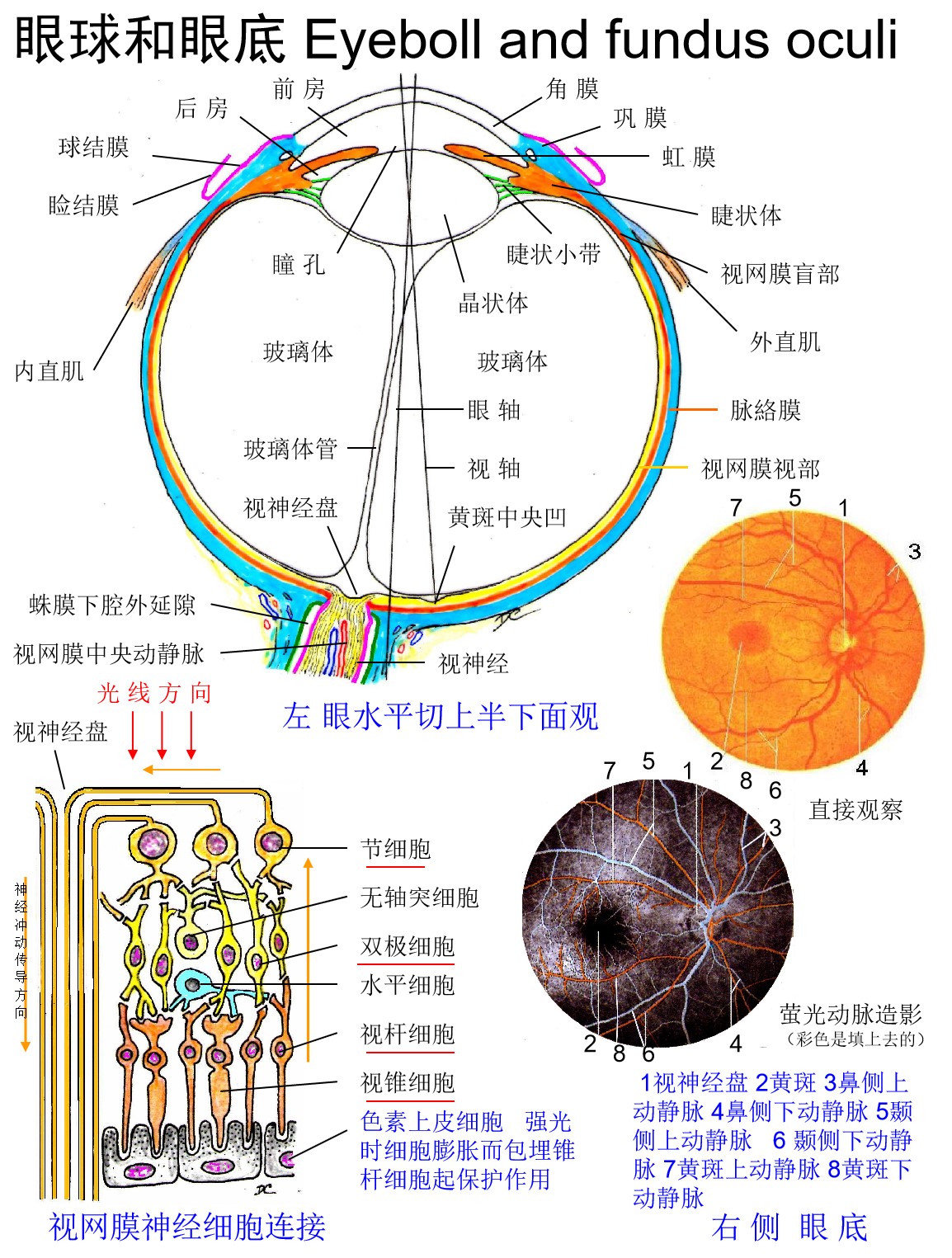1眼球和眼底 - 董炘解剖教学网