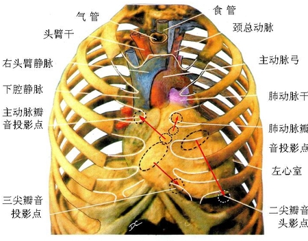 44心位置.jpg